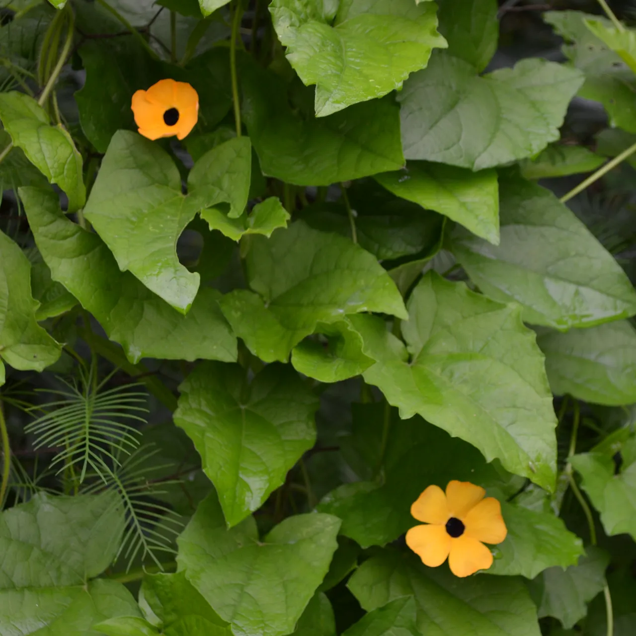 Black Eyed Susan Vine Seeds (Thunbergia alata)