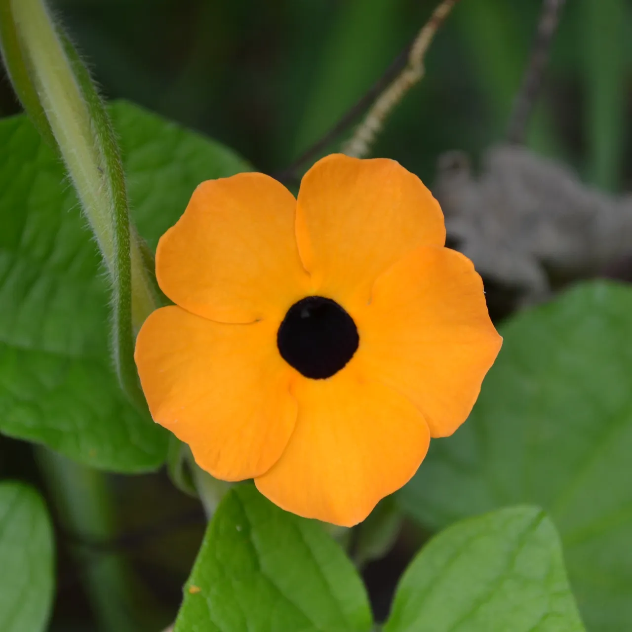 Black Eyed Susan Vine Seeds (Thunbergia alata)