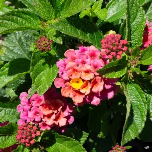 Bloomify&#8482; Lantana