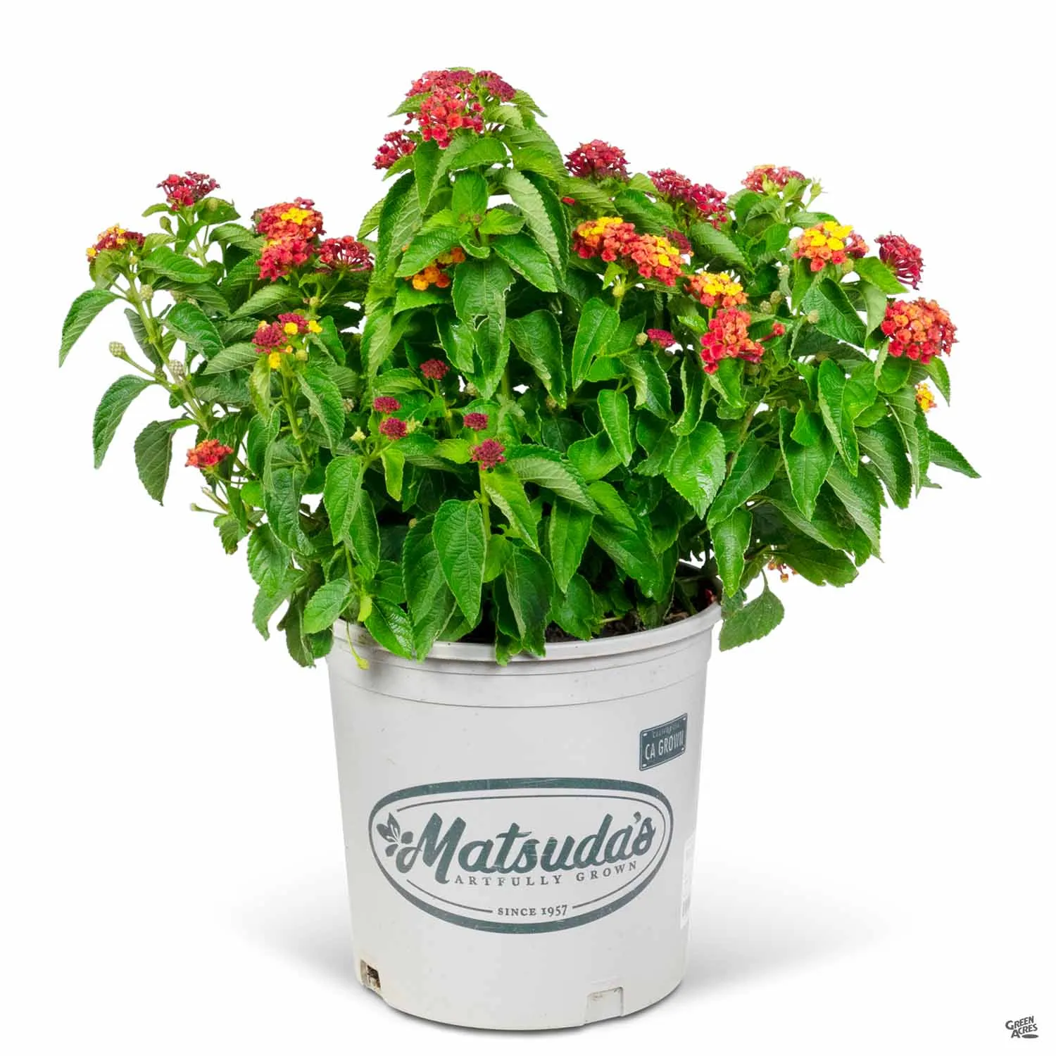 Bloomify&#8482; Lantana