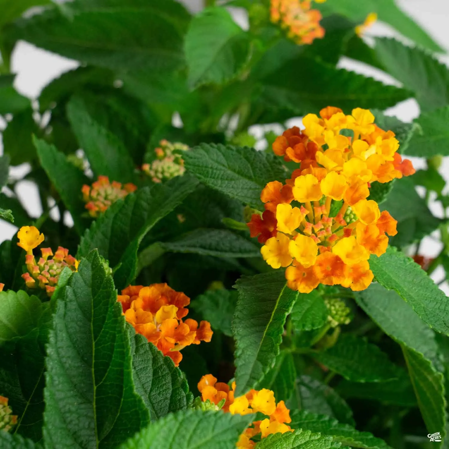 Bloomify&#8482; Lantana