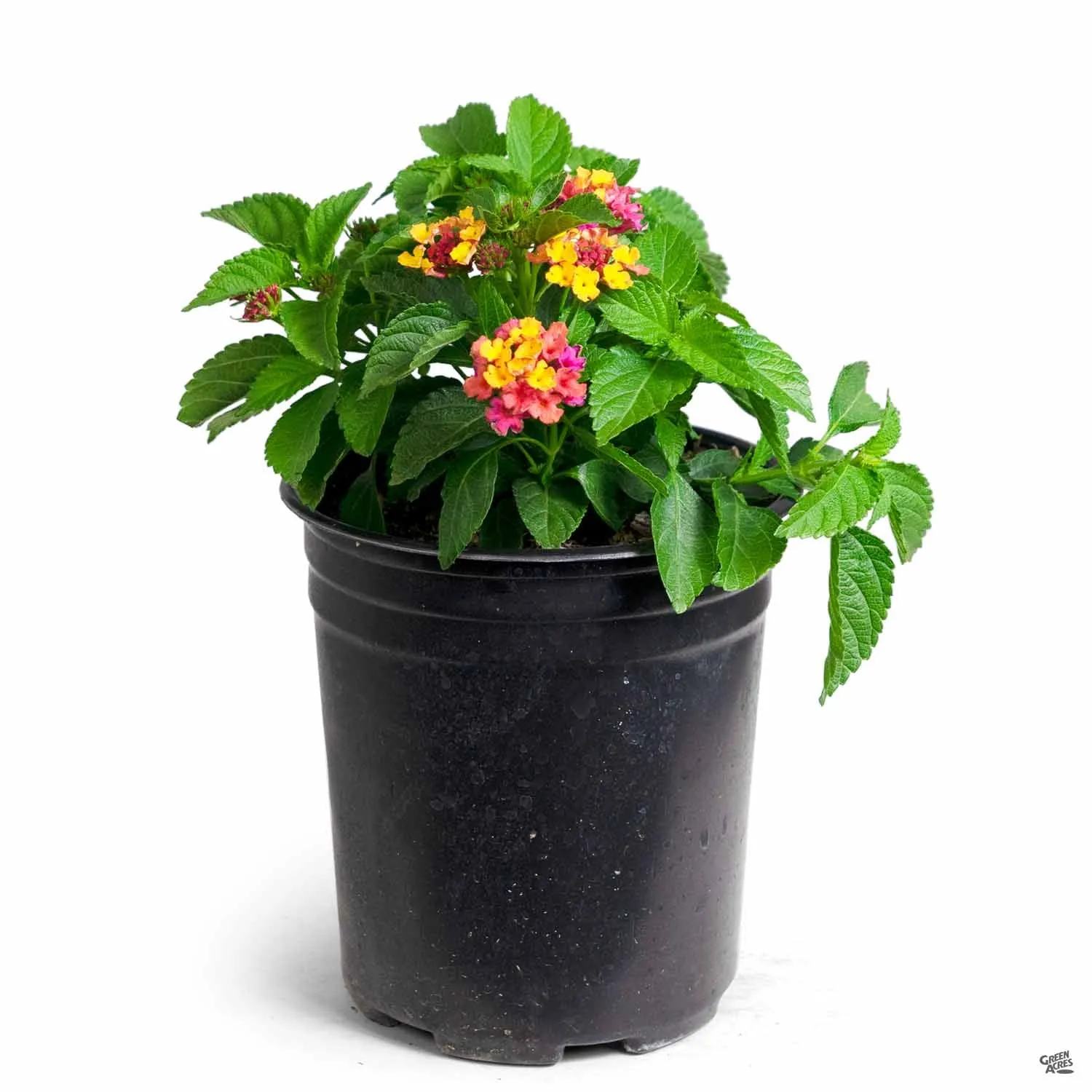 Bloomify&#8482; Lantana