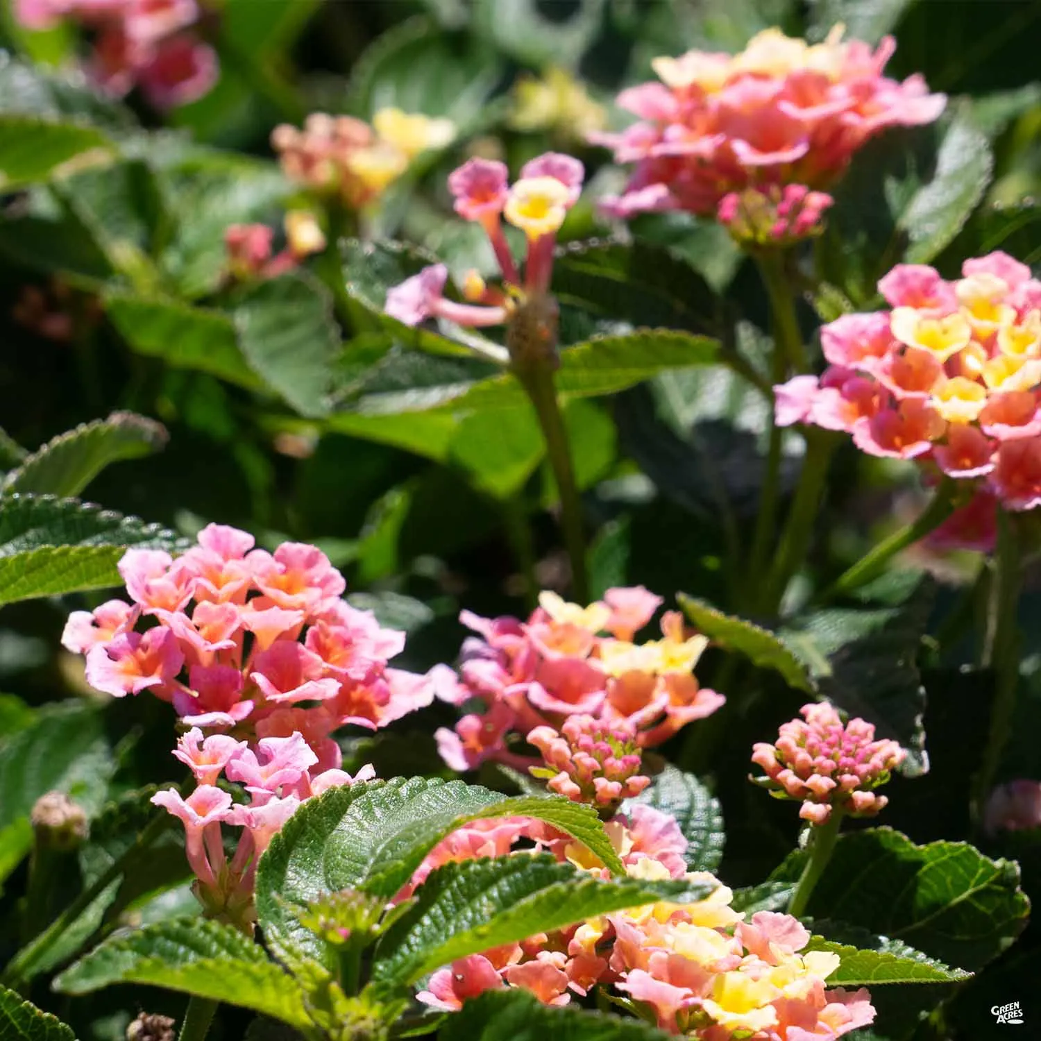 Bloomify&#8482; Lantana