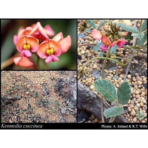 Coral Creeper Seeds