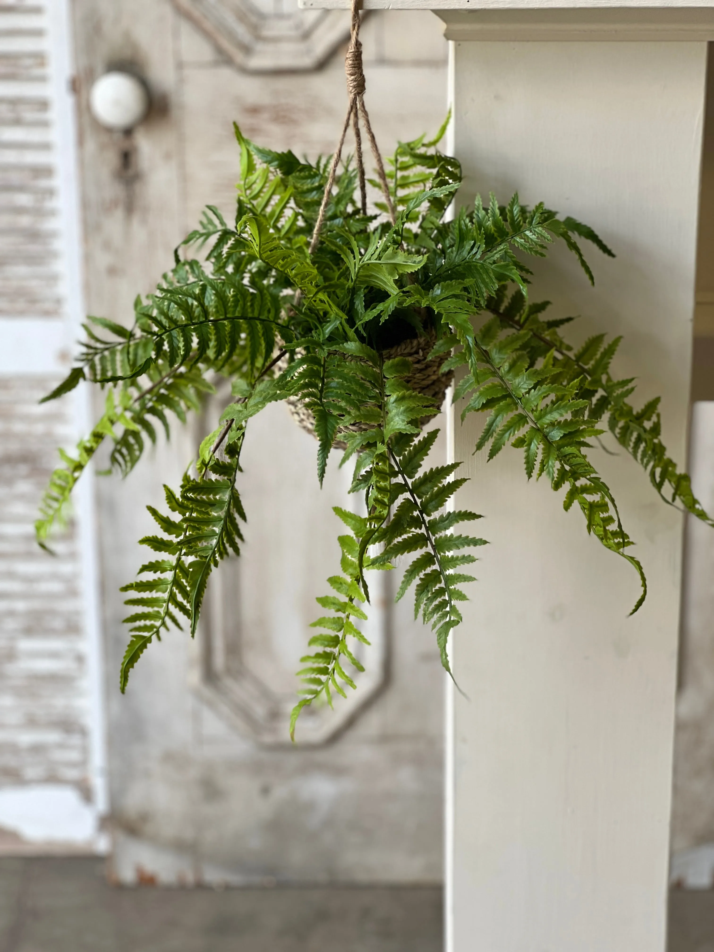 Creel Fern Hanging Basket | Boston | 18" | NOT CURRENTLY IN STOCK-New For Spring 2025!