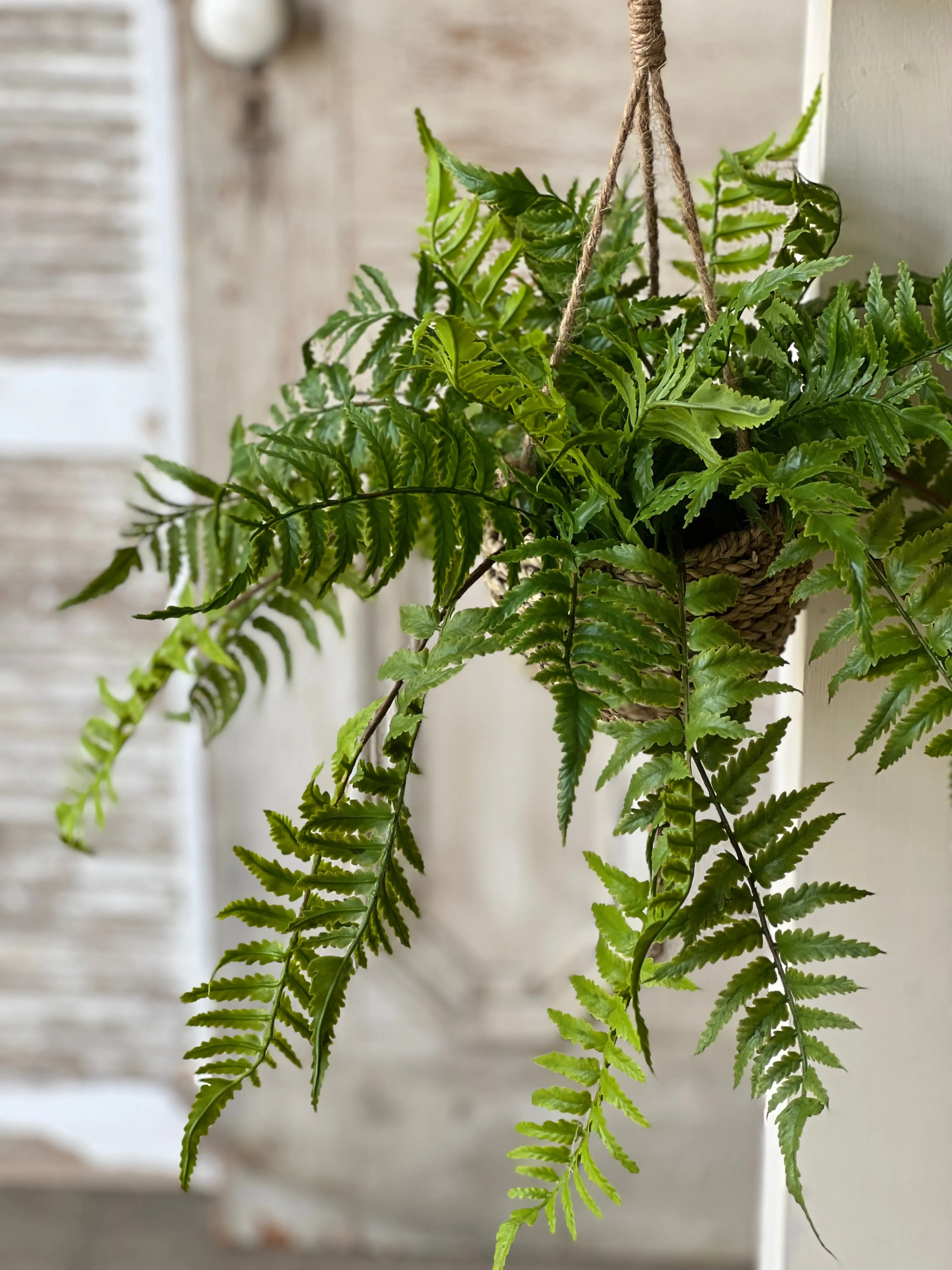 Creel Fern Hanging Basket | Boston | 18" | NOT CURRENTLY IN STOCK-New For Spring 2025!