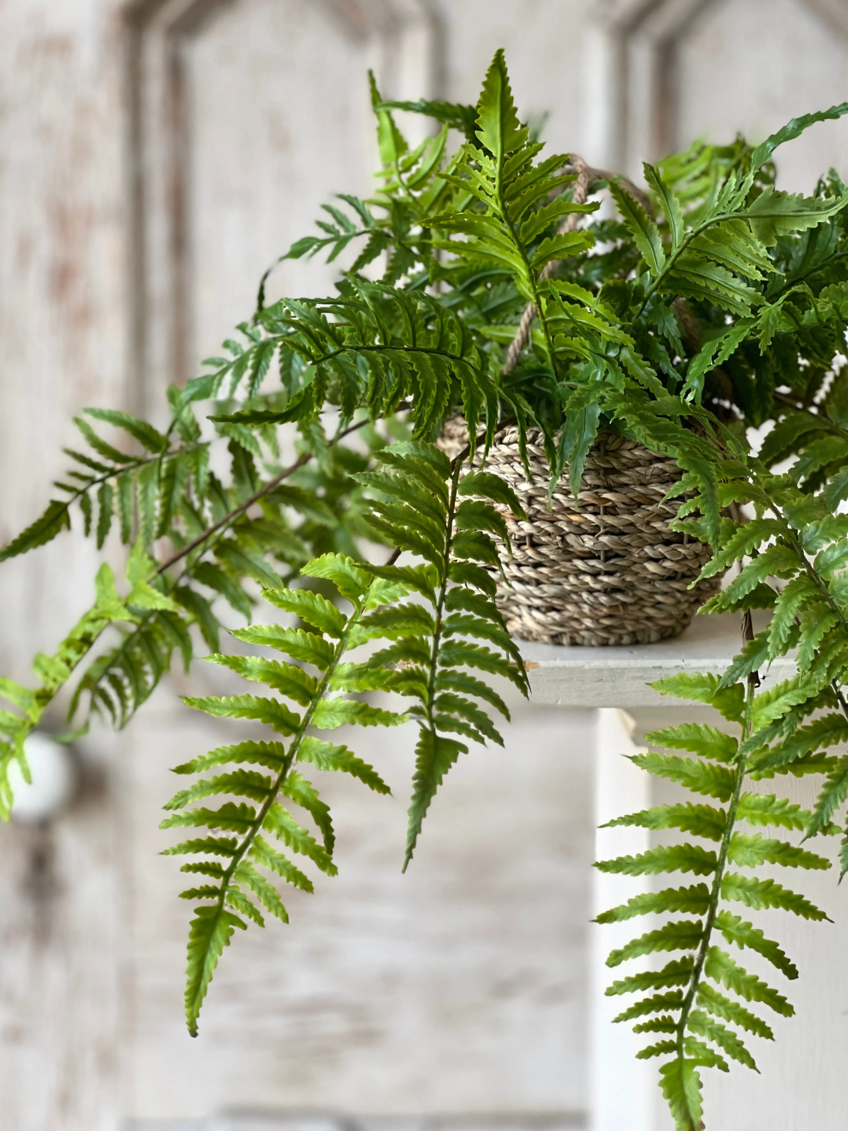 Creel Fern Hanging Basket | Boston | 18" | NOT CURRENTLY IN STOCK-New For Spring 2025!