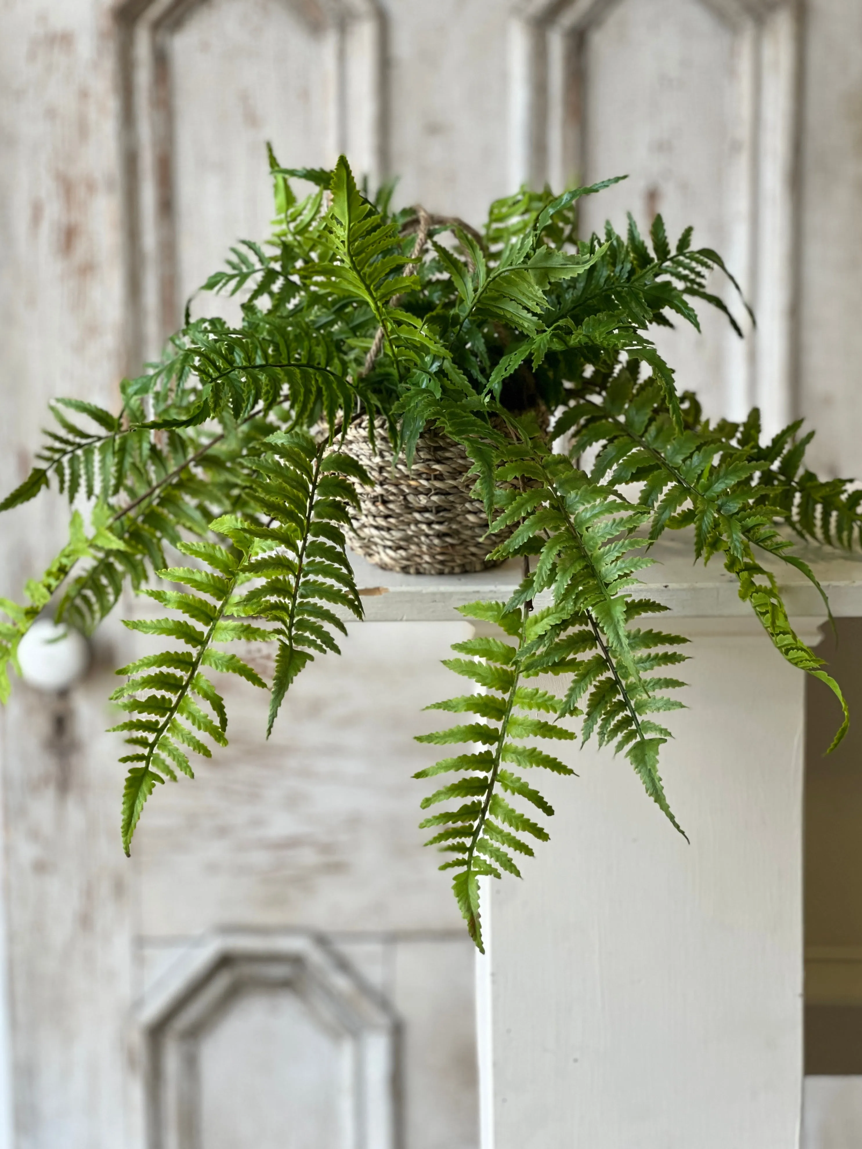 Creel Fern Hanging Basket | Boston | 18" | NOT CURRENTLY IN STOCK-New For Spring 2025!