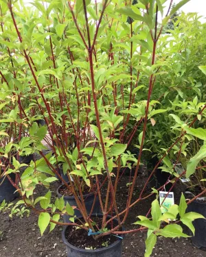 Dogwood:  'Red Osier'-  2 Gal (BL)