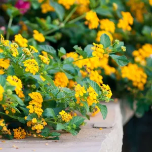 New Gold Lantana