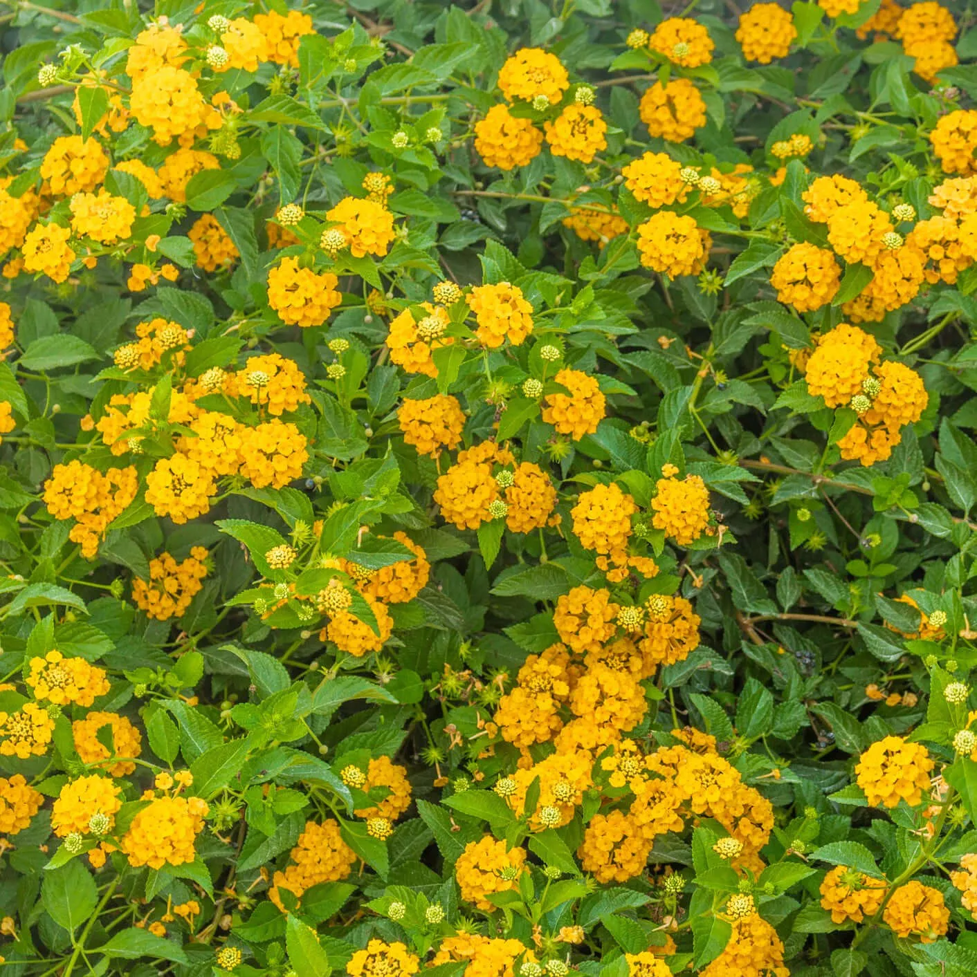 New Gold Lantana