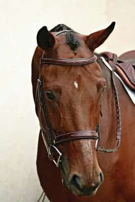 Nunn Finer Caterina Hunter Bridle, Brown