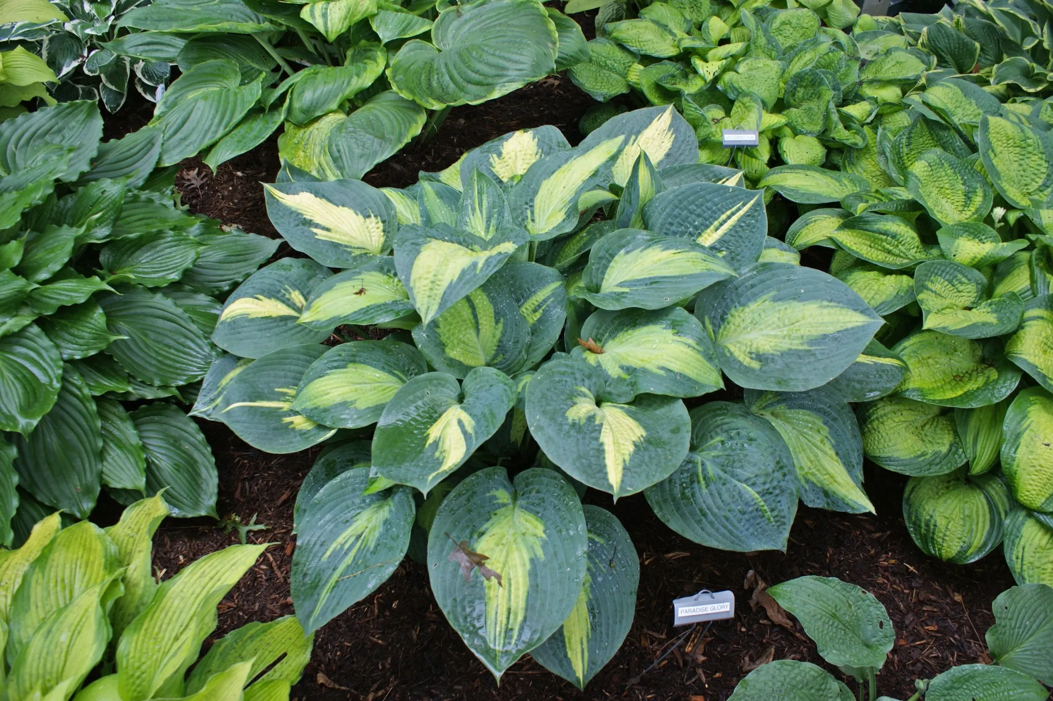 Paradise Glory Hosta