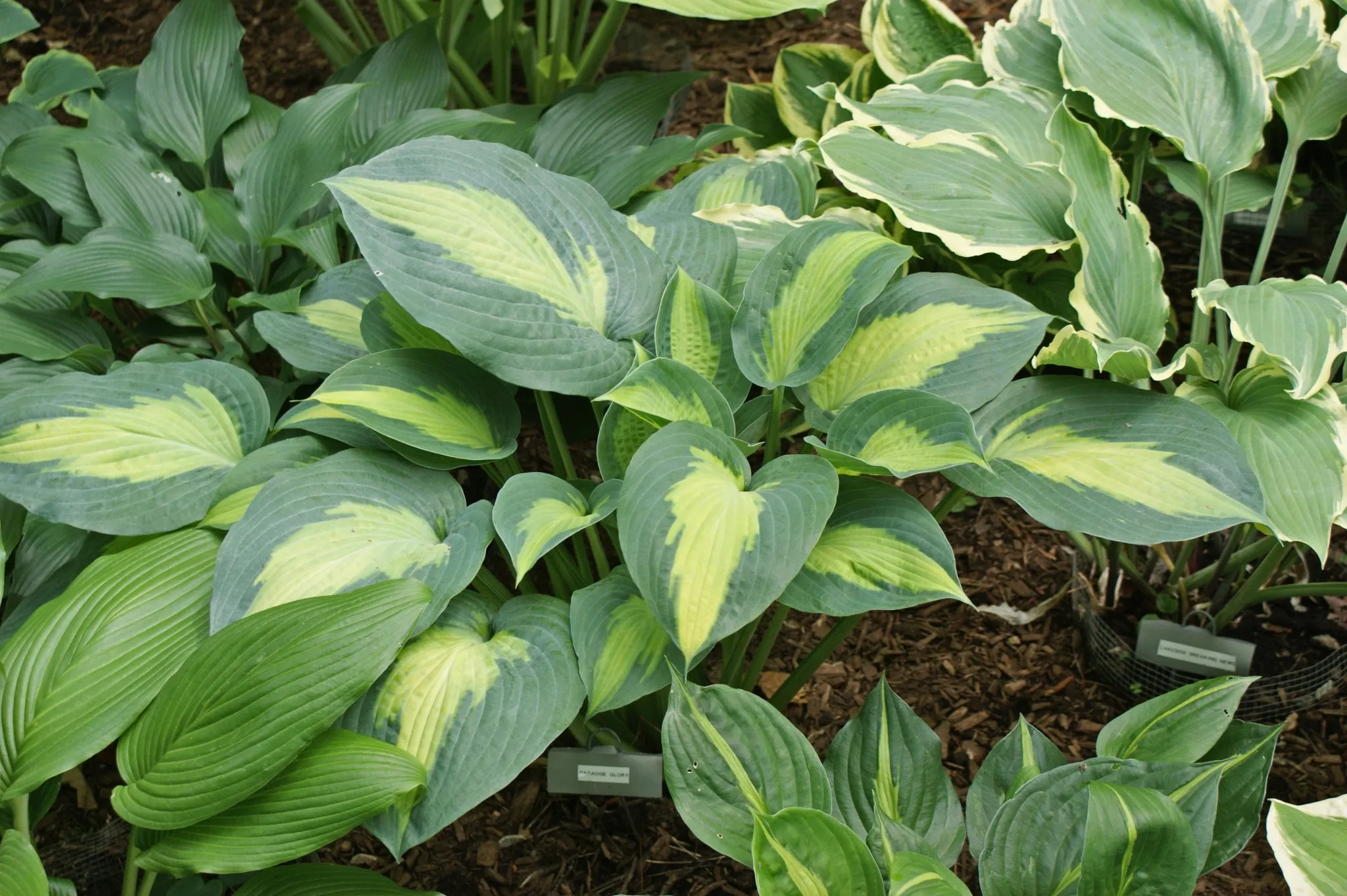 Paradise Glory Hosta