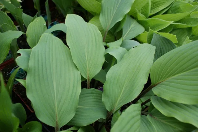 Red October Hosta