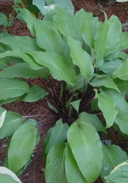 Red October Hosta