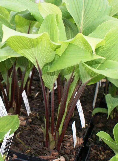 Red October Hosta