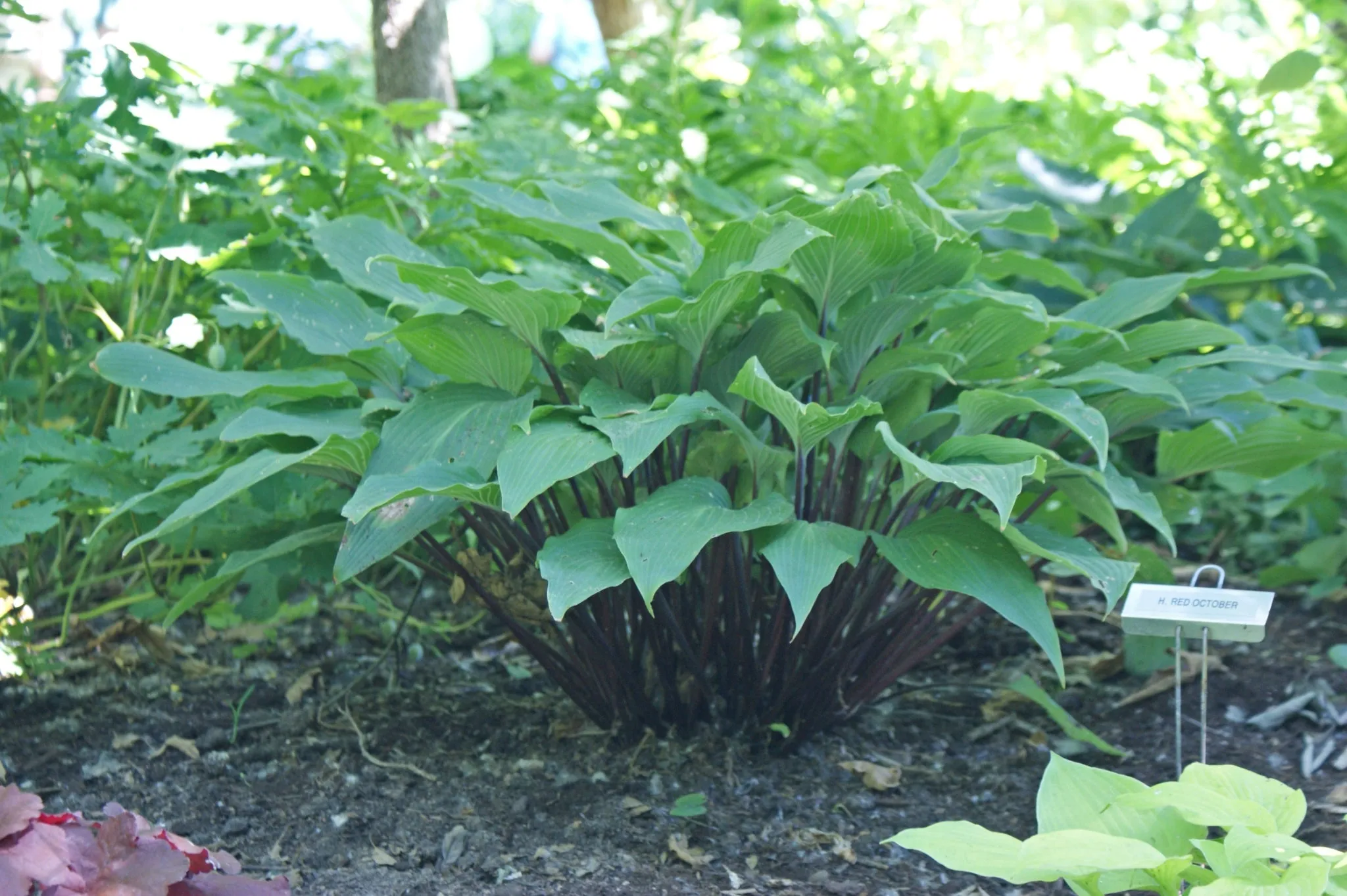 Red October Hosta