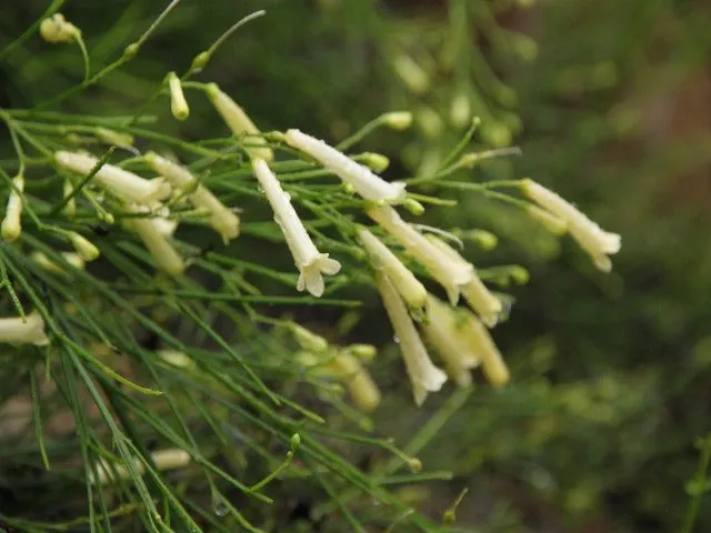 Russelia 'Lemon Falls'